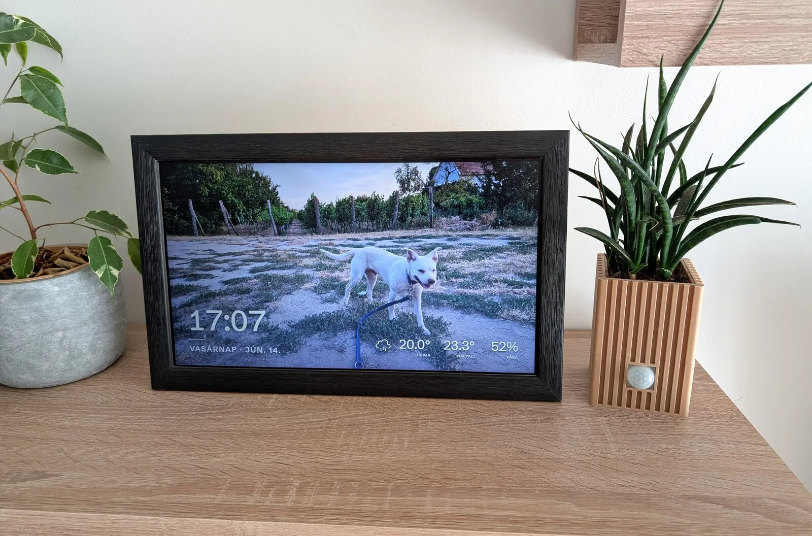 The frame on a shelf beside a plant, showing a photo with the time, date, and indoor and outdoor readings