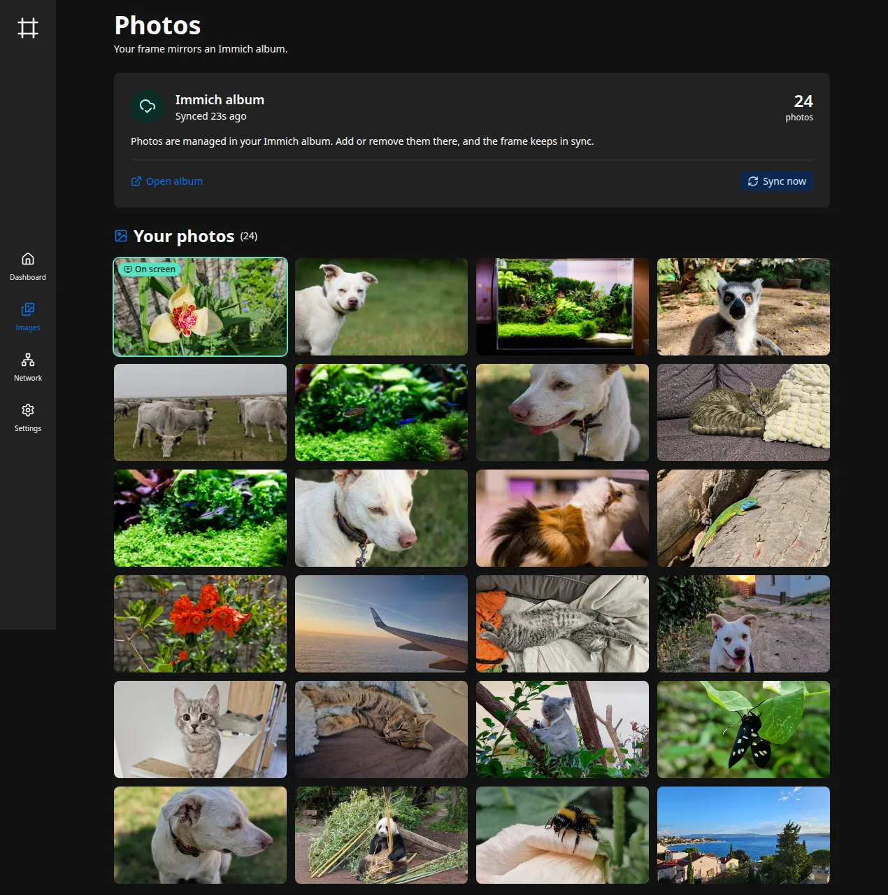 The Photos page with Immich: a status card above the synced album